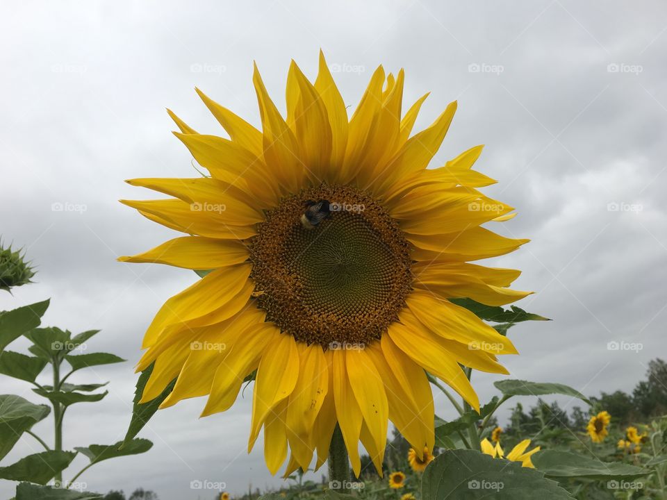 Sunflower