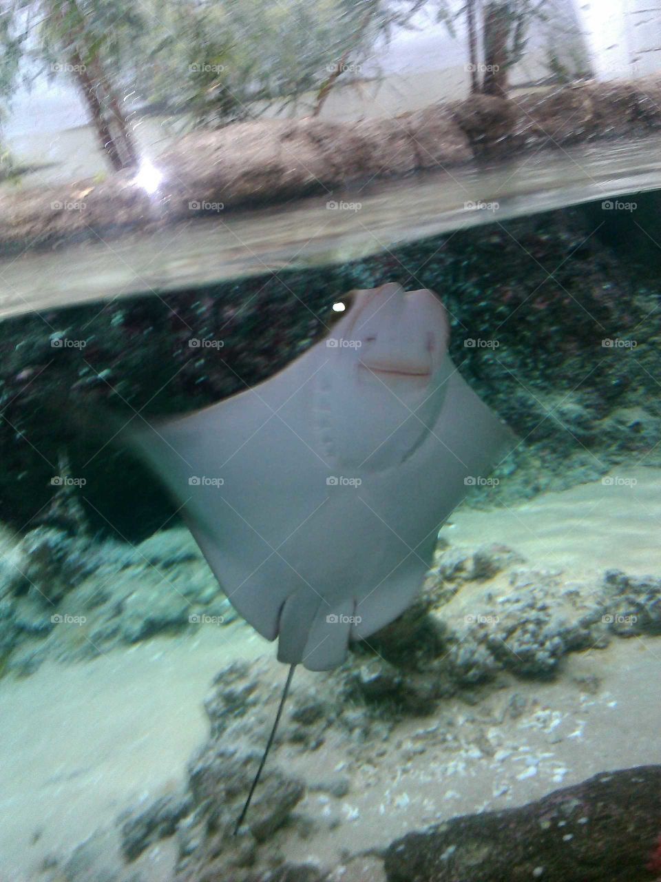 Photo from De Rog Zoo: Rays consist of more than 450 described species. The body of the ray is flattened.