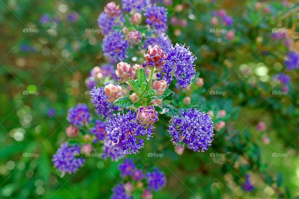 purple bush buds in bloom close up
