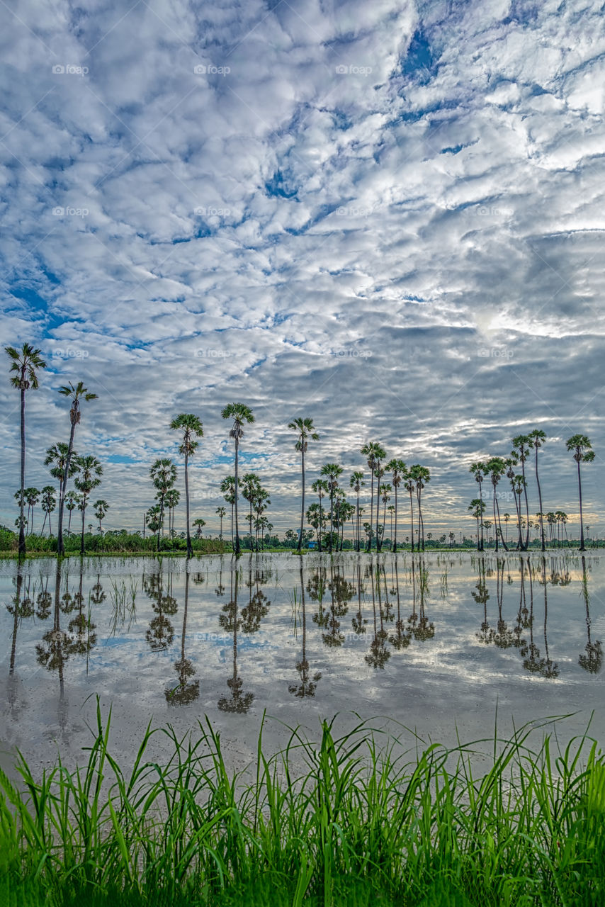 Reflection of sugar plam and beautiful cloudy texture