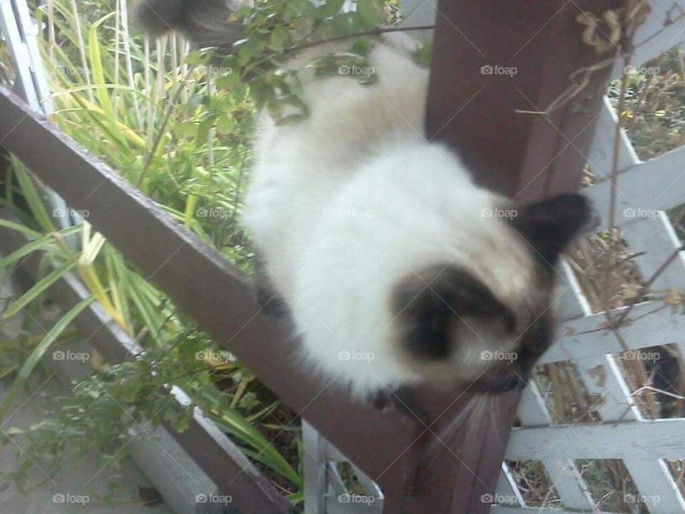 Fluffy cat balancing on fence.