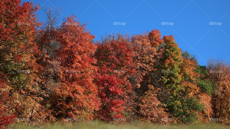 Fall trees