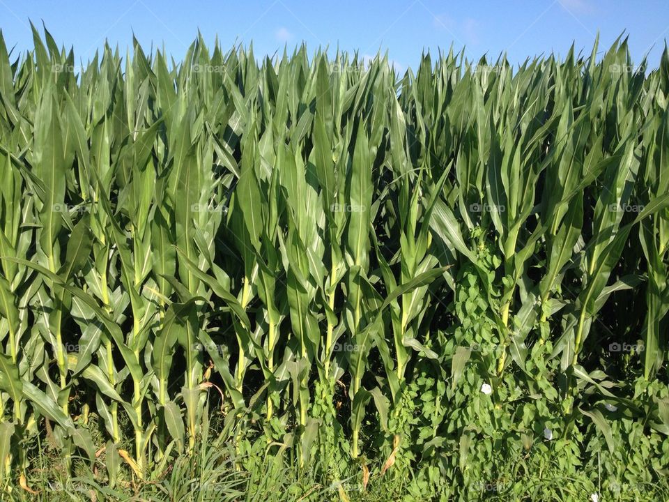 Corn field