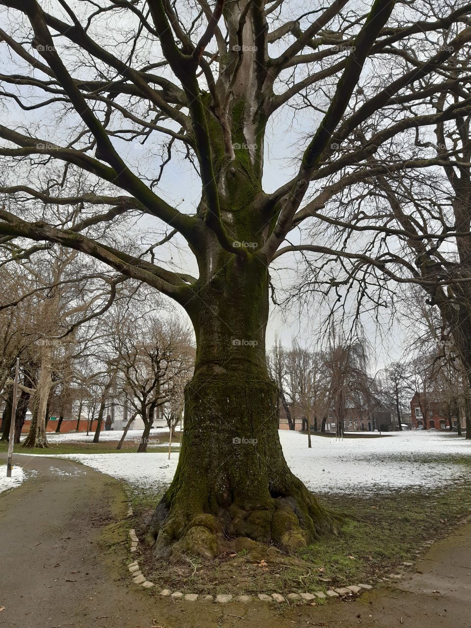 Beautiful tree with its ancient charms
