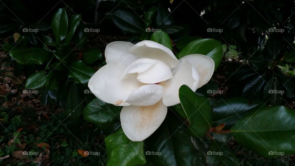 Giant Magnolia. Giant Magnolia Tree Blossom