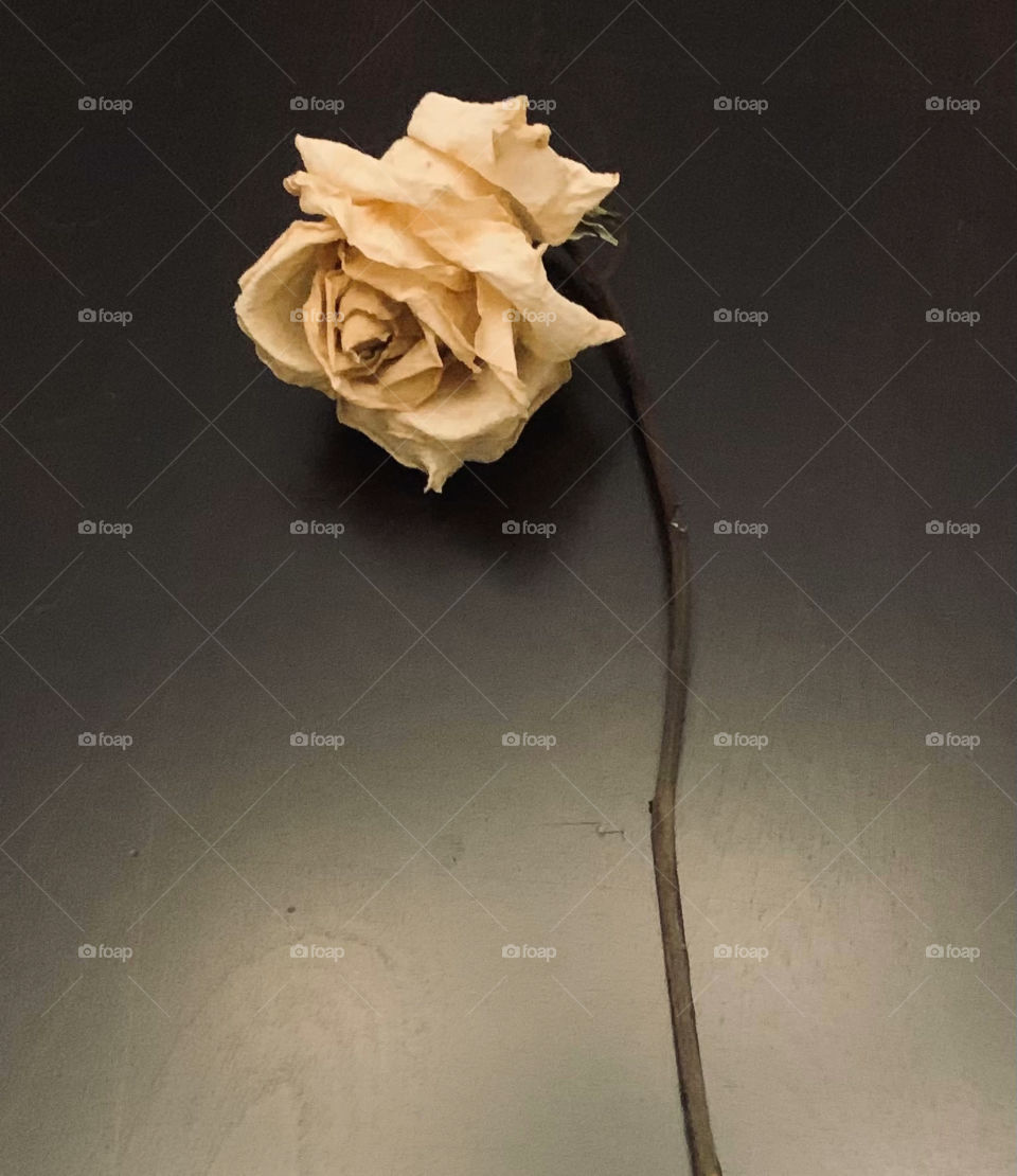 A single dried up rose saved as keepsake from a special moment placed on a black background lying still with the test of time 