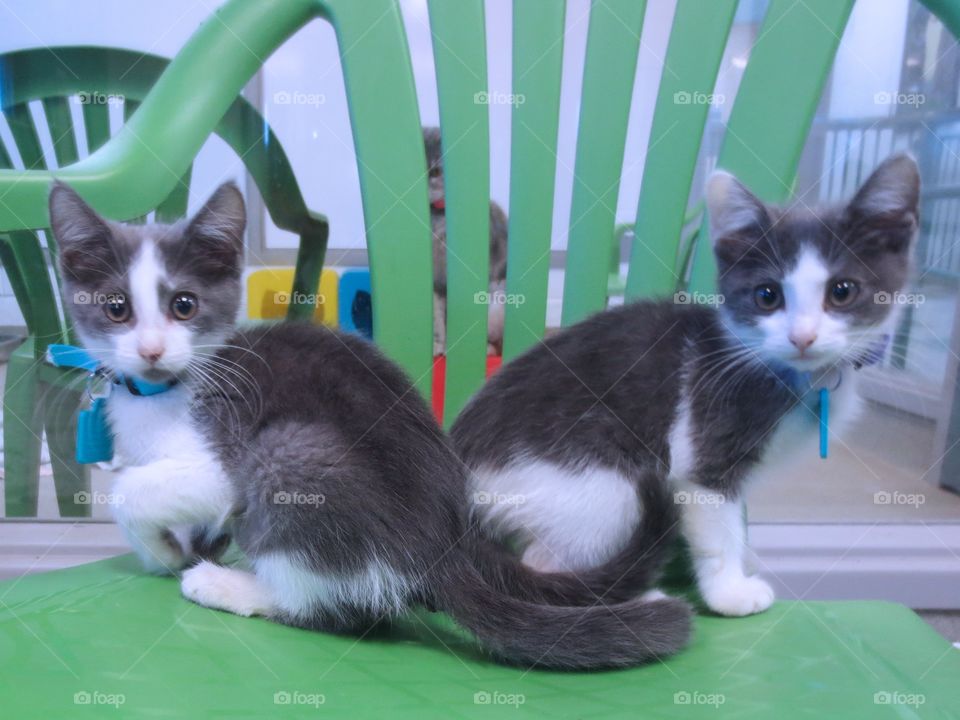 Two black and white kittens on chair 