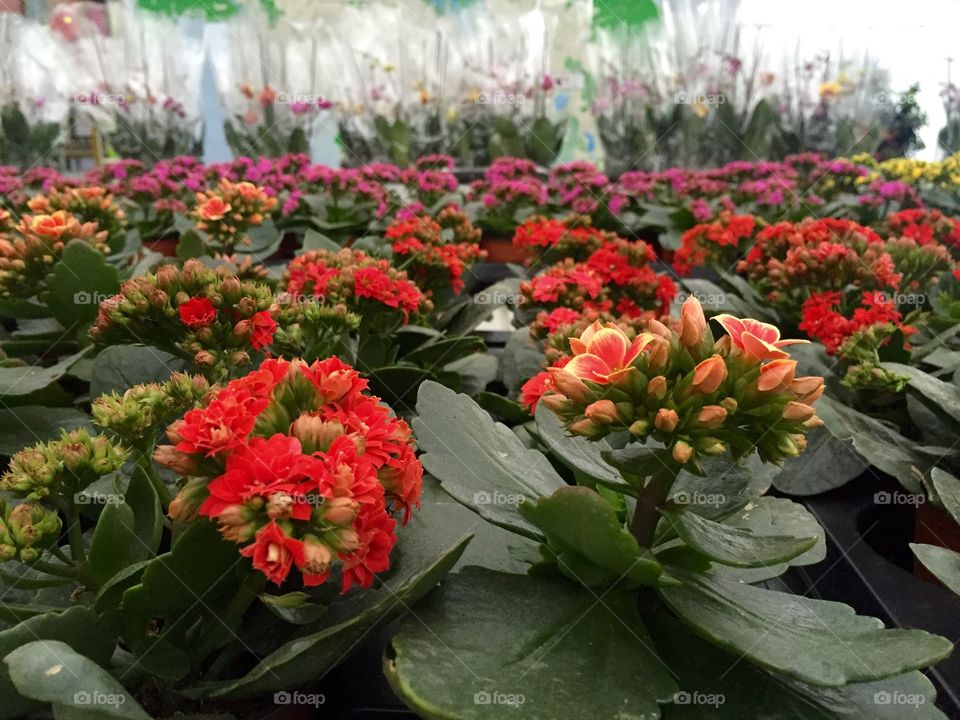 Kalanchoe in different colors