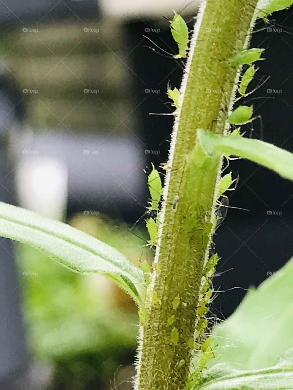 Aphids on blade of grass