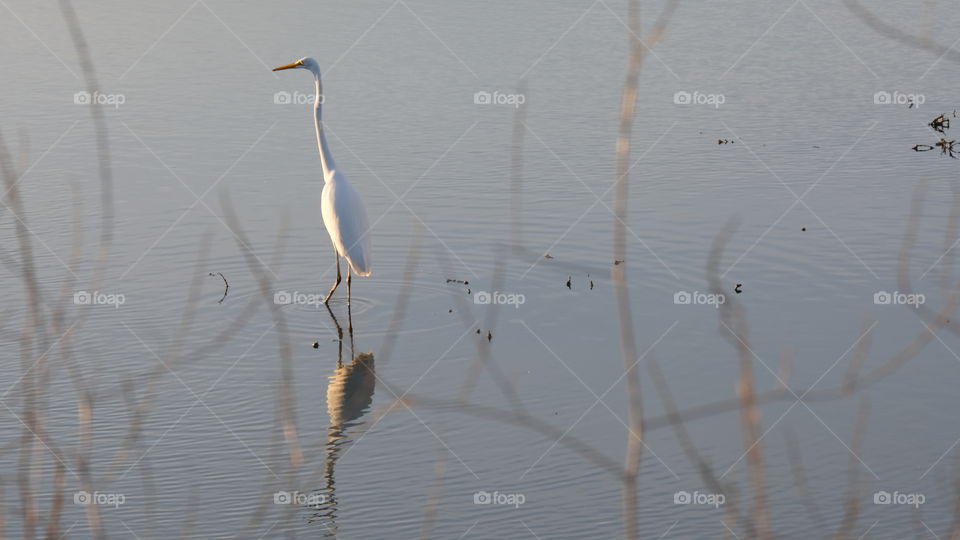 When everything stands still in the marsh.