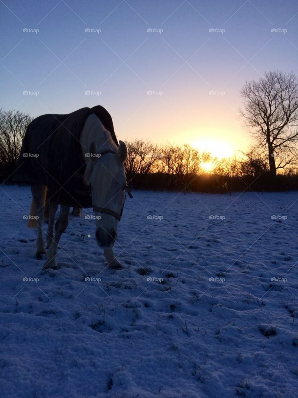 Horse in morning Sun Winther