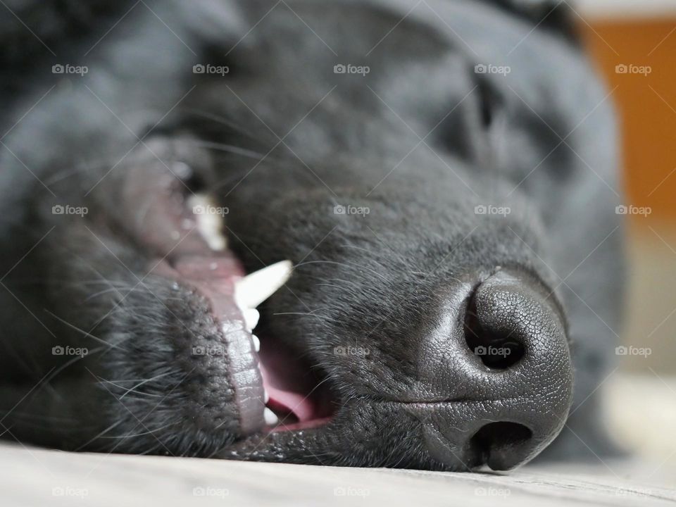Close-up of sleeping hovawart