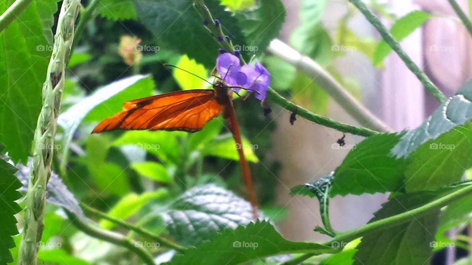 butterfly eating