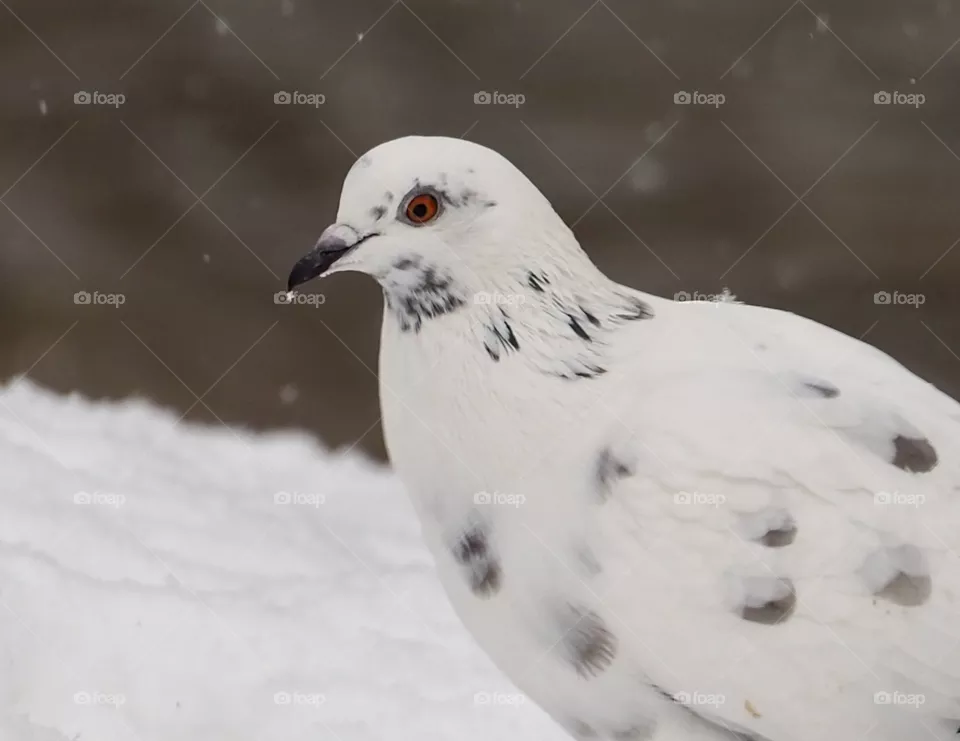 White on white