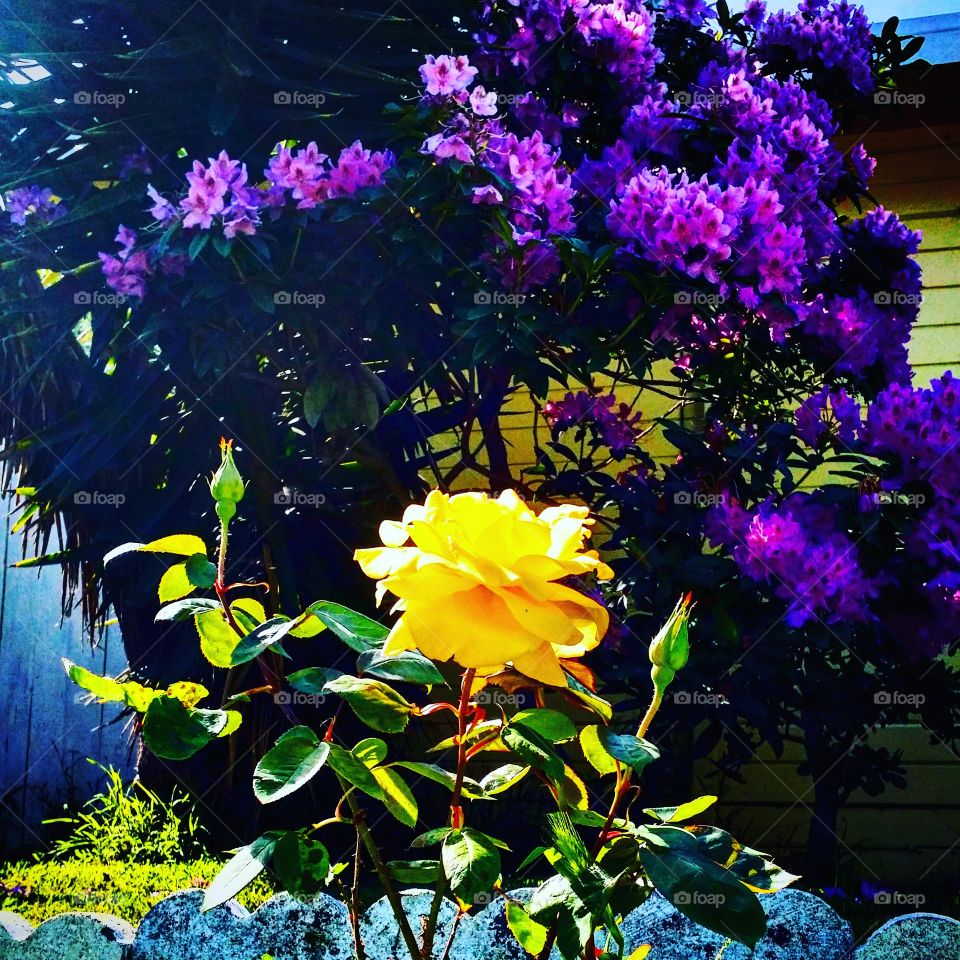 Purple Flowers Yellow Rose