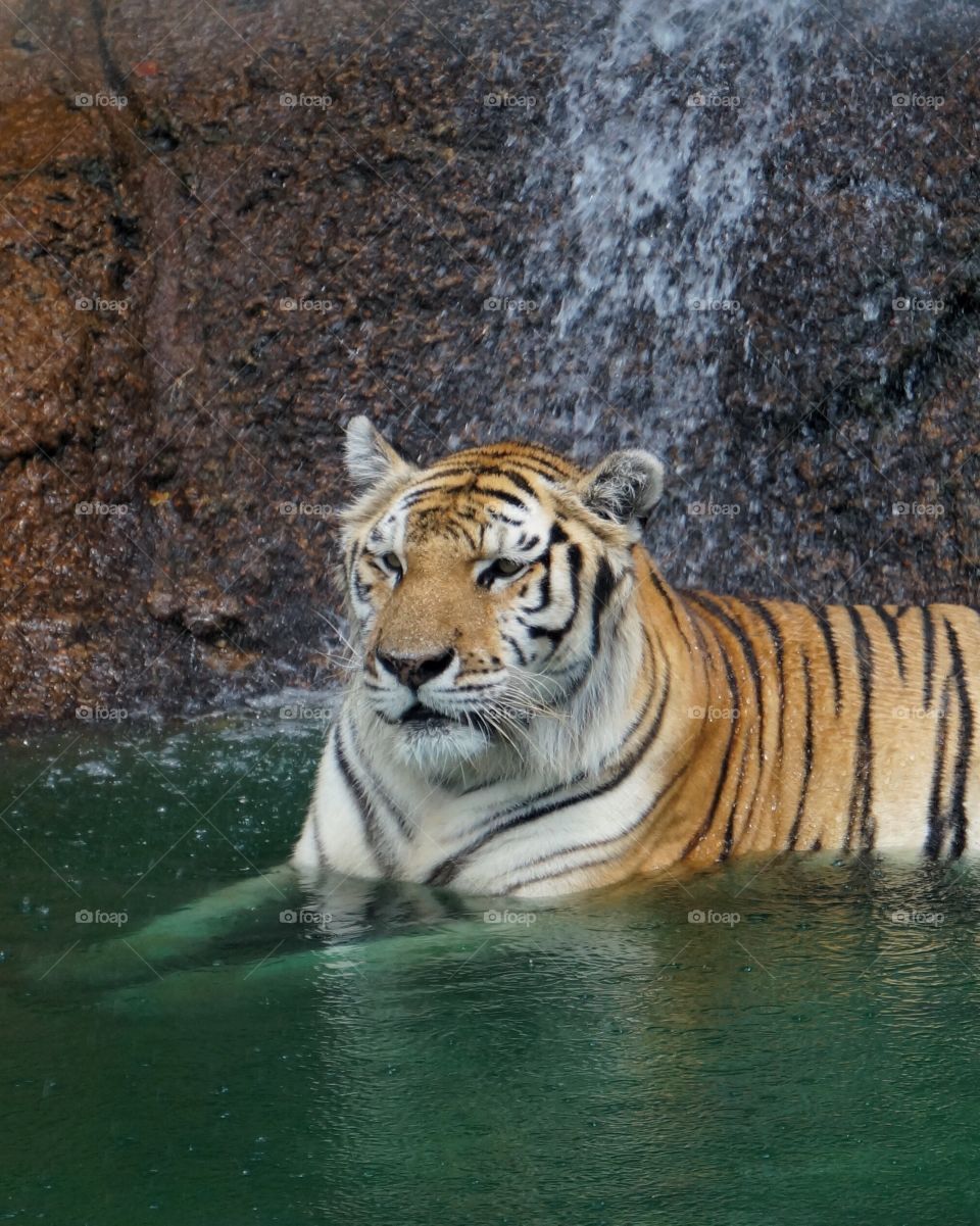 Beautiful tiger taking a bath!