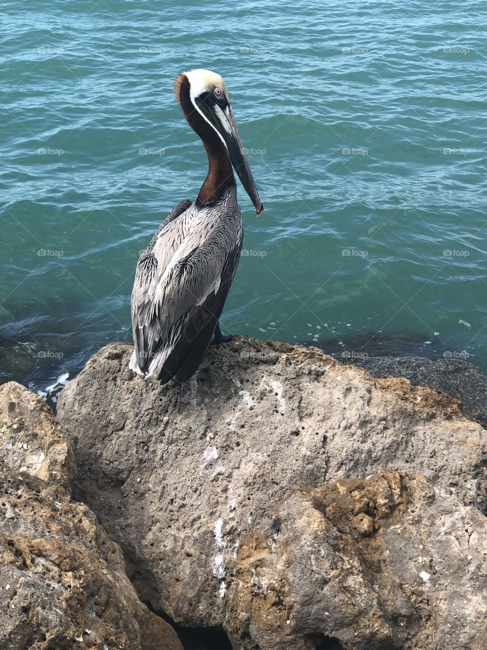 Pelican on the rocks