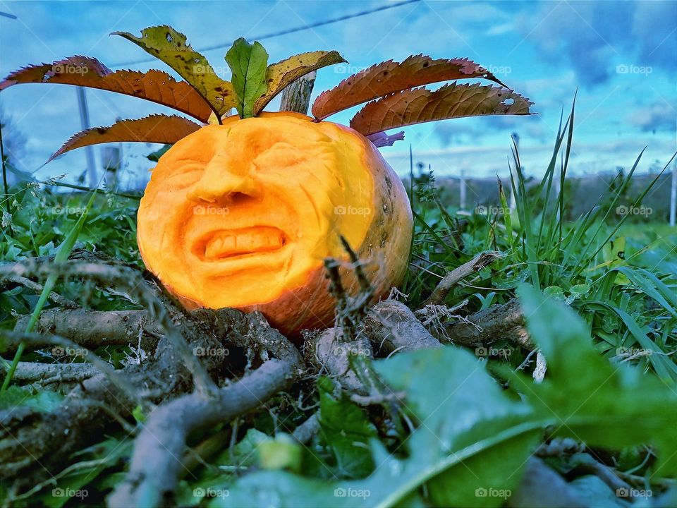 pumpkin face laughing lying on the grass