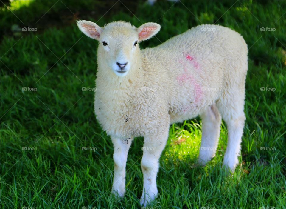Lamb Exmoor