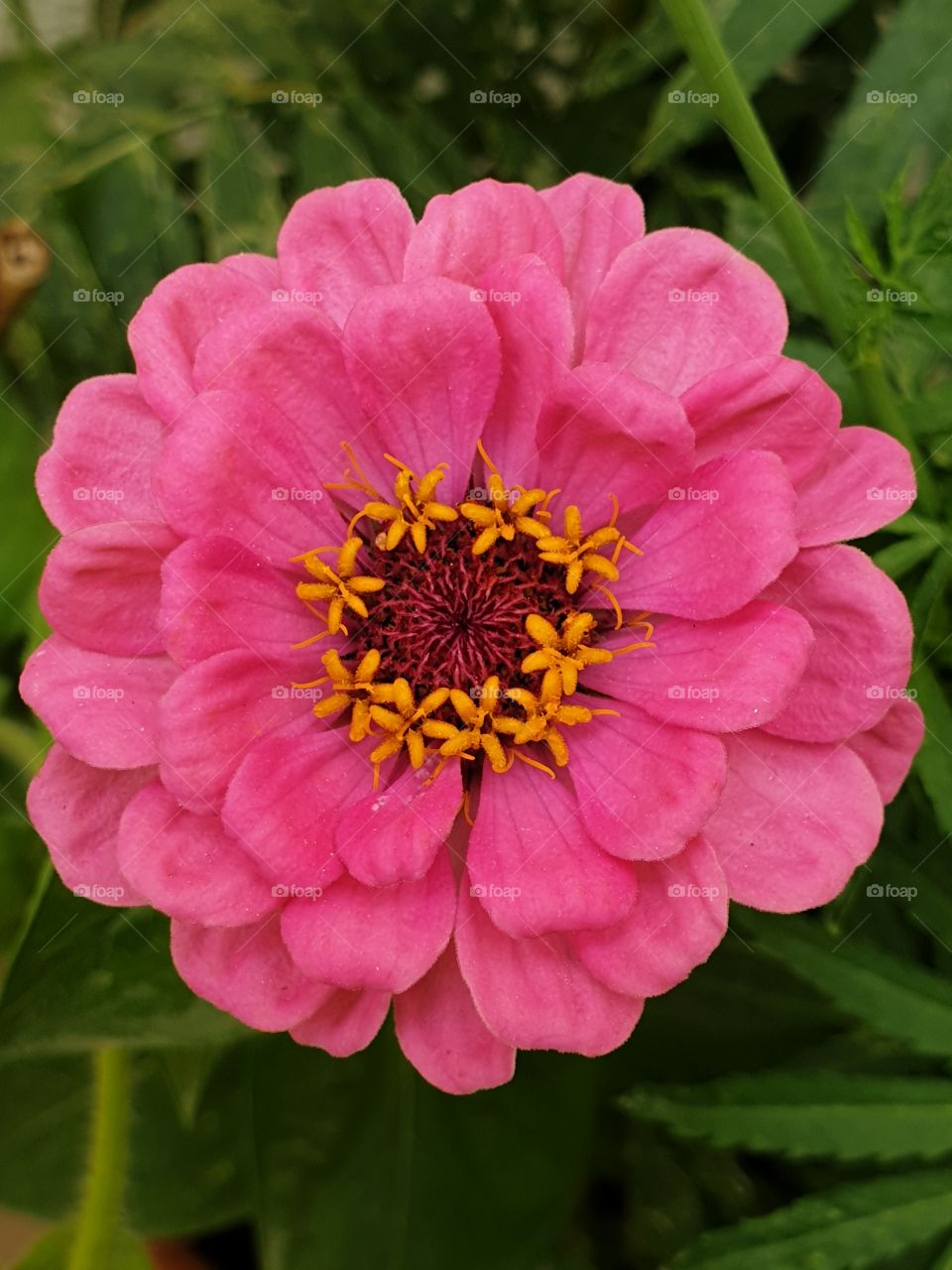 zinnia flower