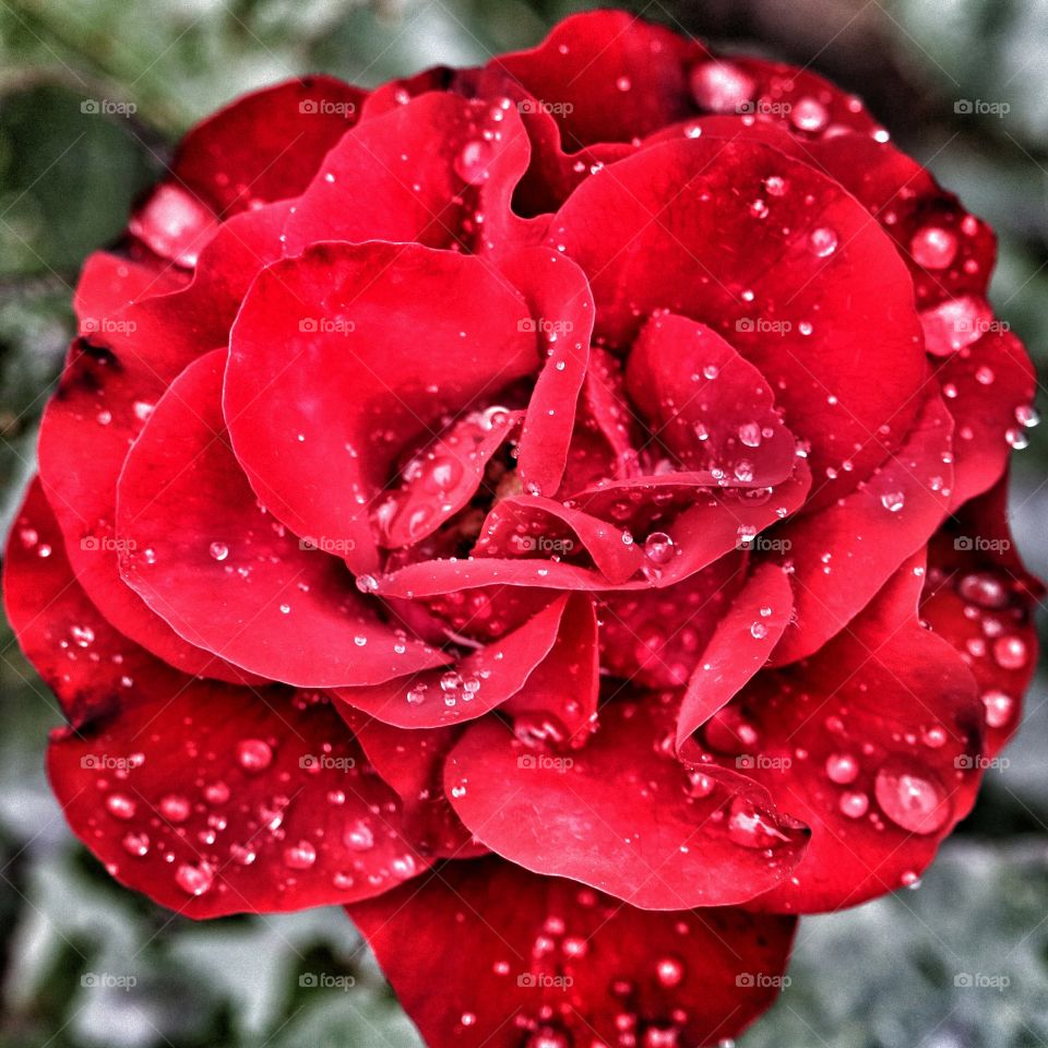 raindrops on rose