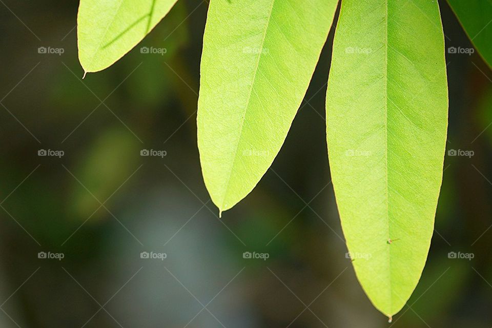 leaf