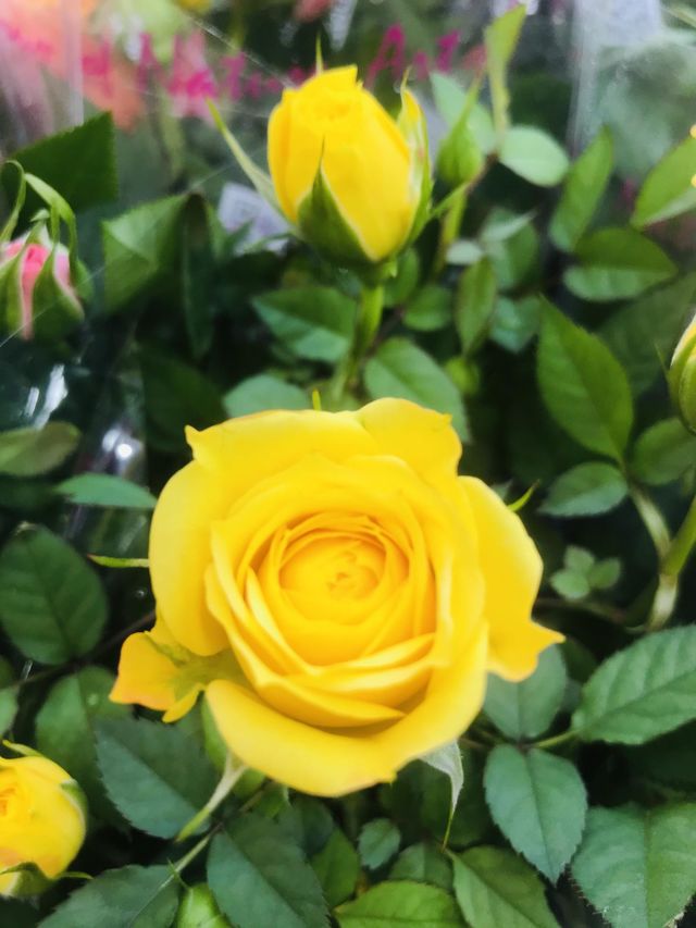 Colour yellow 