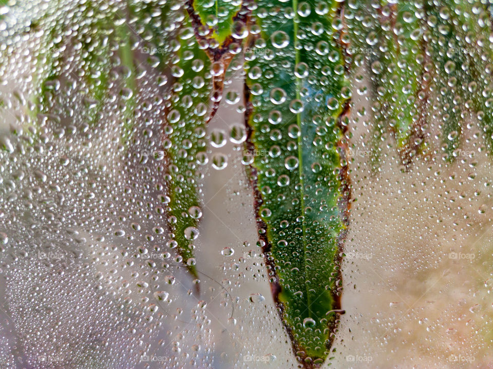 Leaves of a mango tree by the window