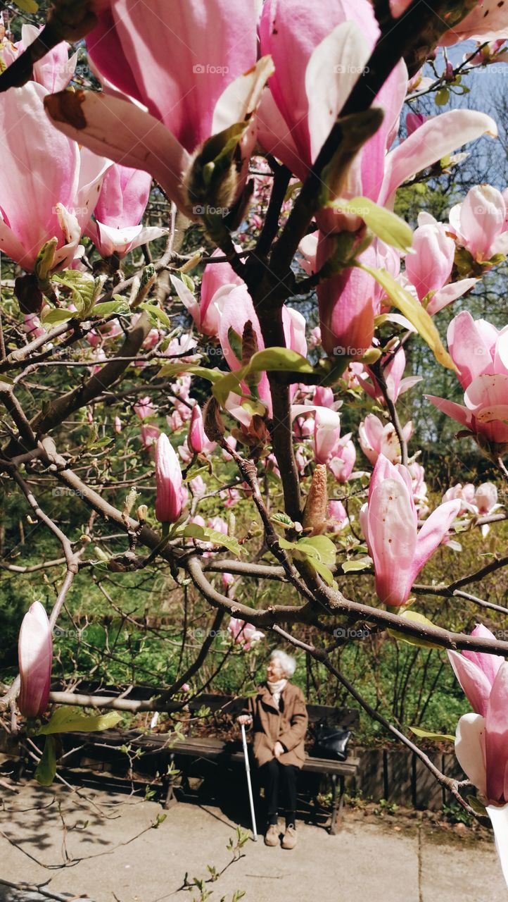 Flower, Nature, Tree, Flora, Garden