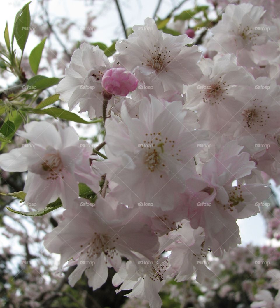 Sakura