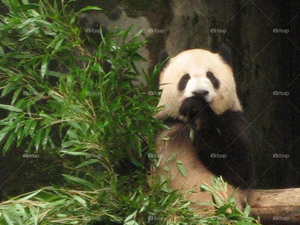 Panda munching 