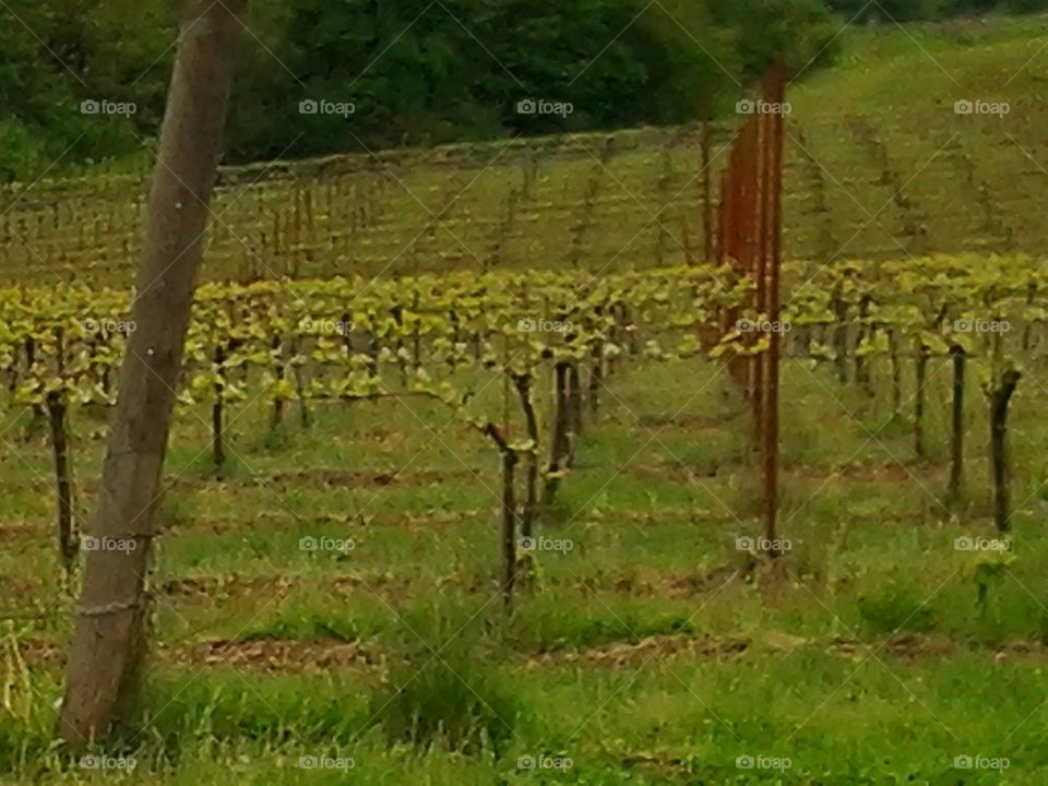 vineyard
