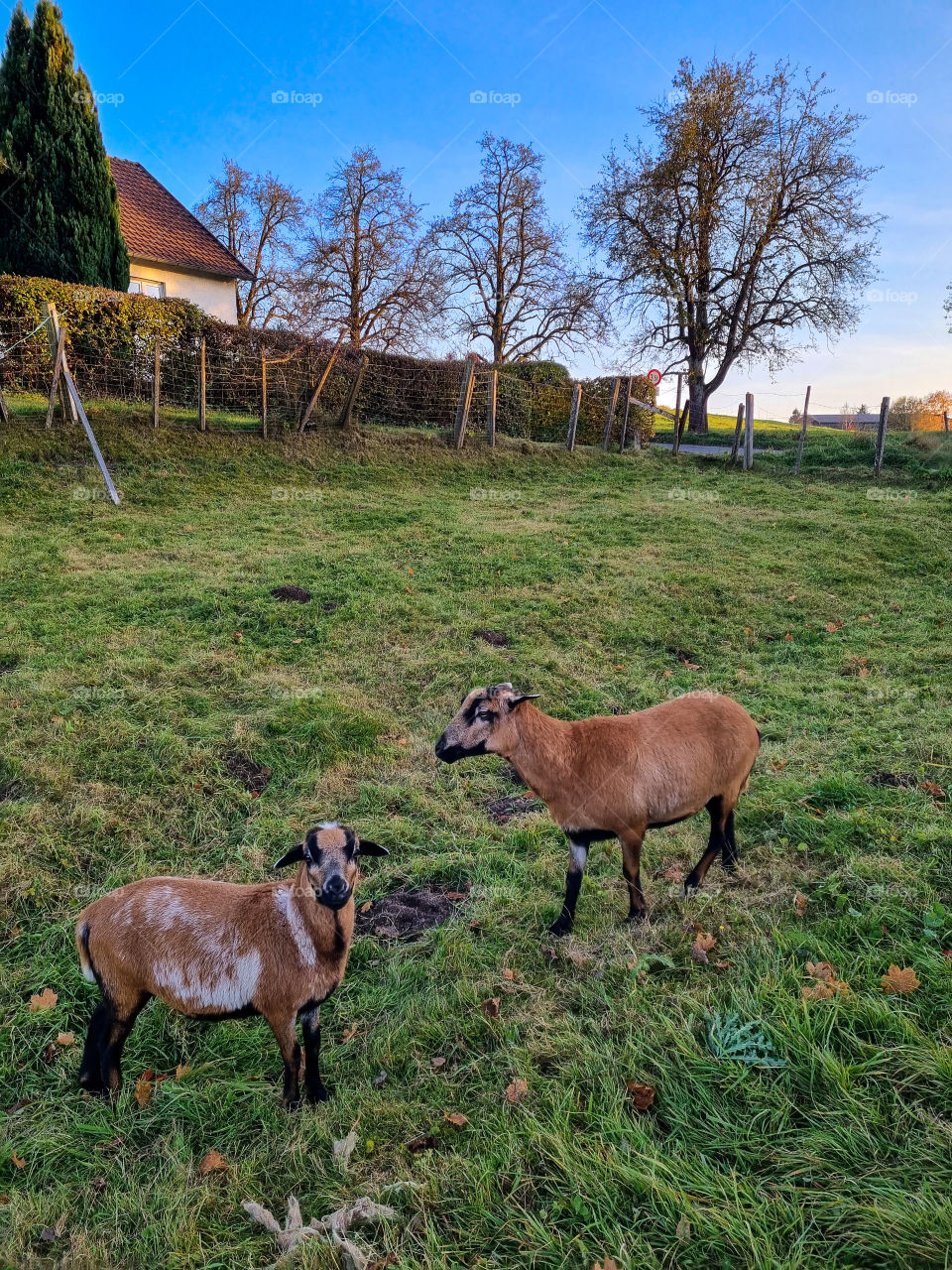 My neighbours have so many animals, the goats are especially friendly and I love taking pictures of them.