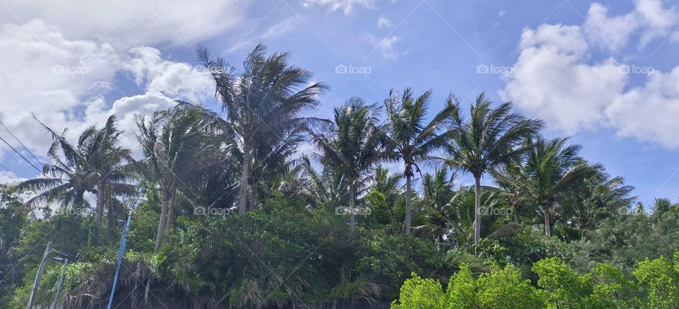 Coconut trees by the sea