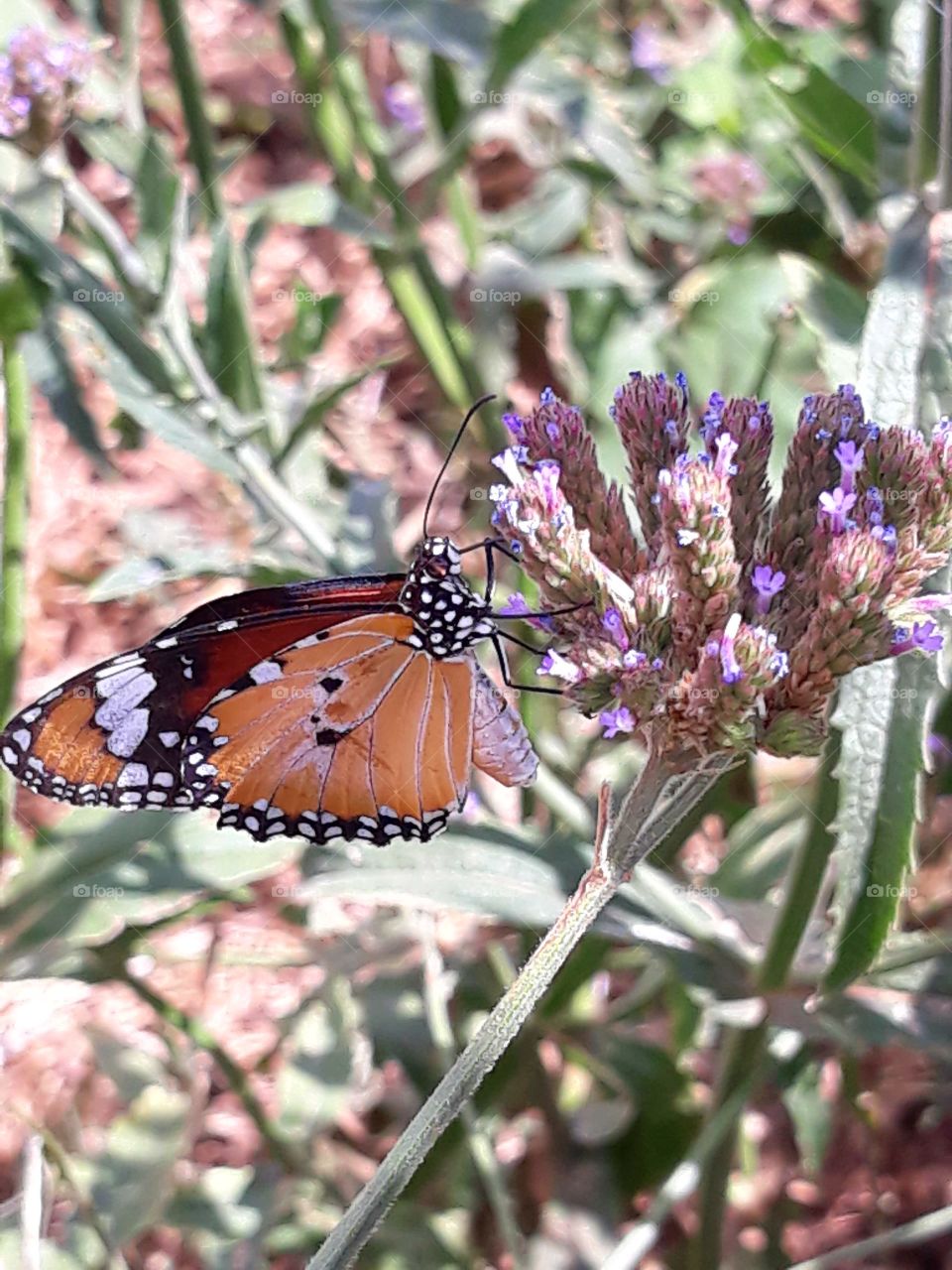 A Beautiful Butterfly