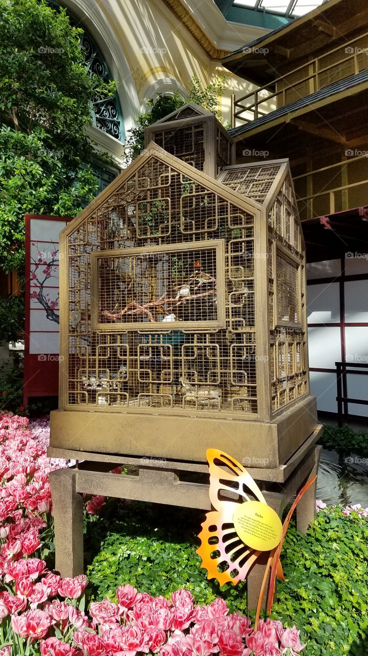 Birds cage