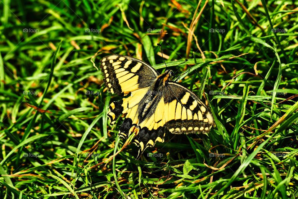 Butterfly in the grass