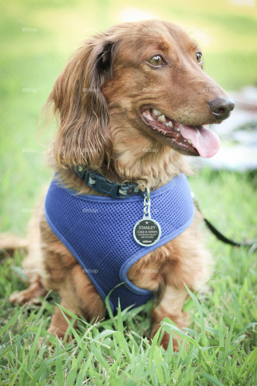 A summer day in the park for Stanley