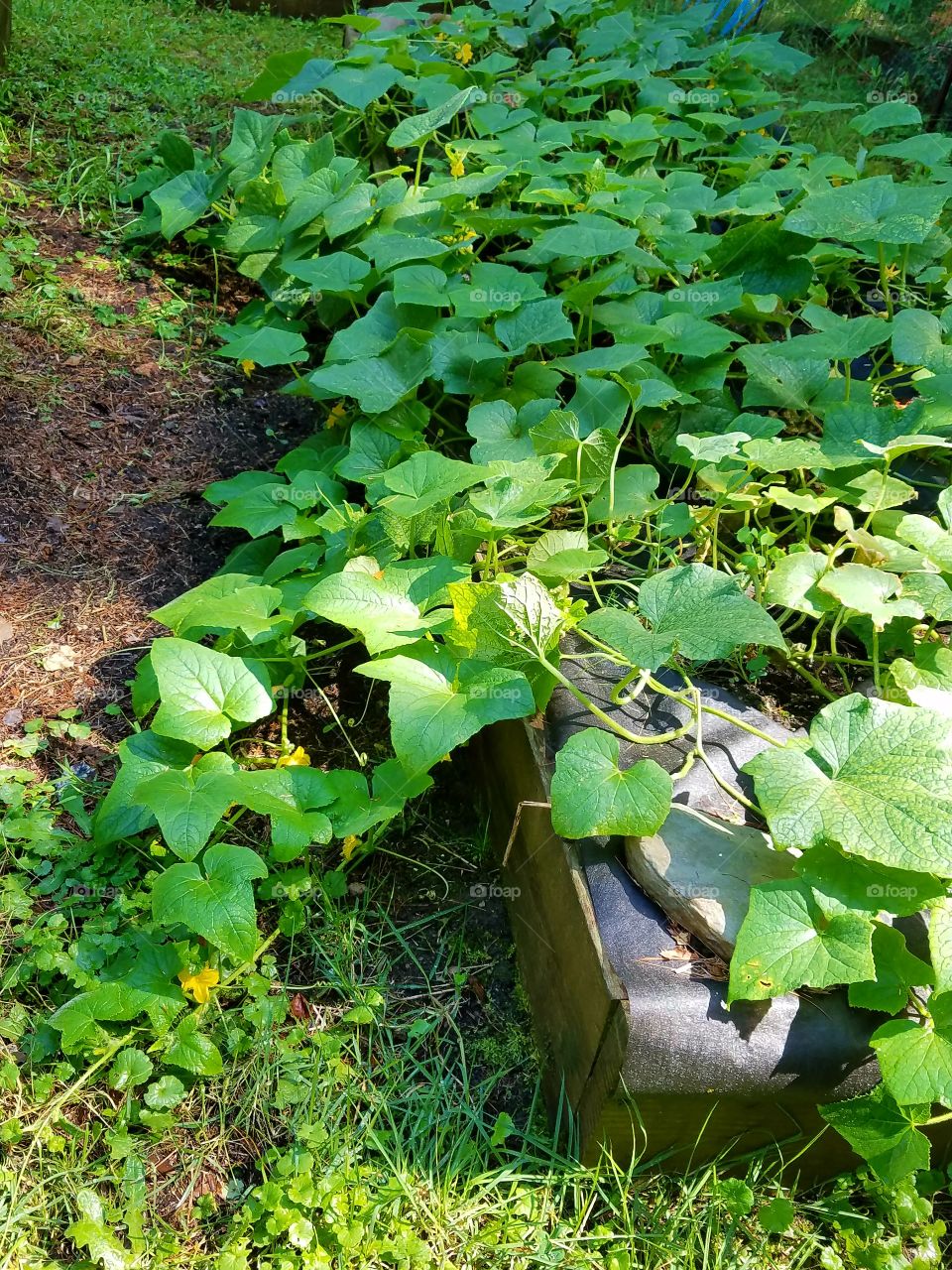 Cucumber vines trailing out of garden bed.