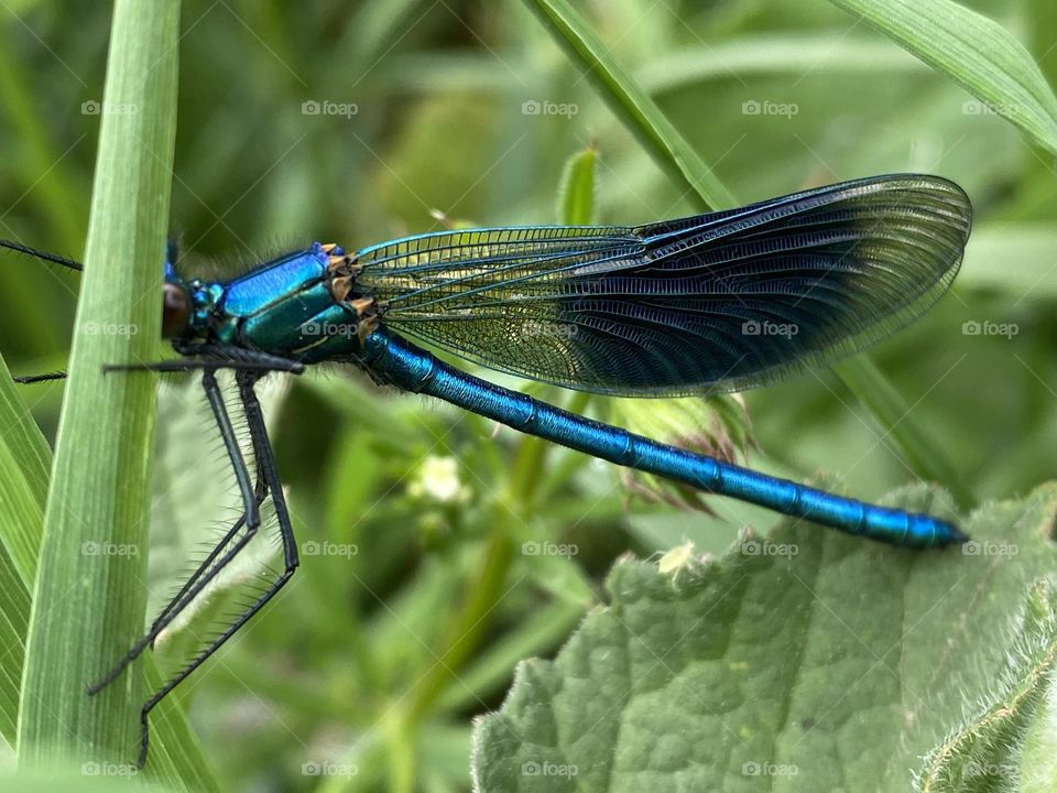 A group of caterpillars in a tree