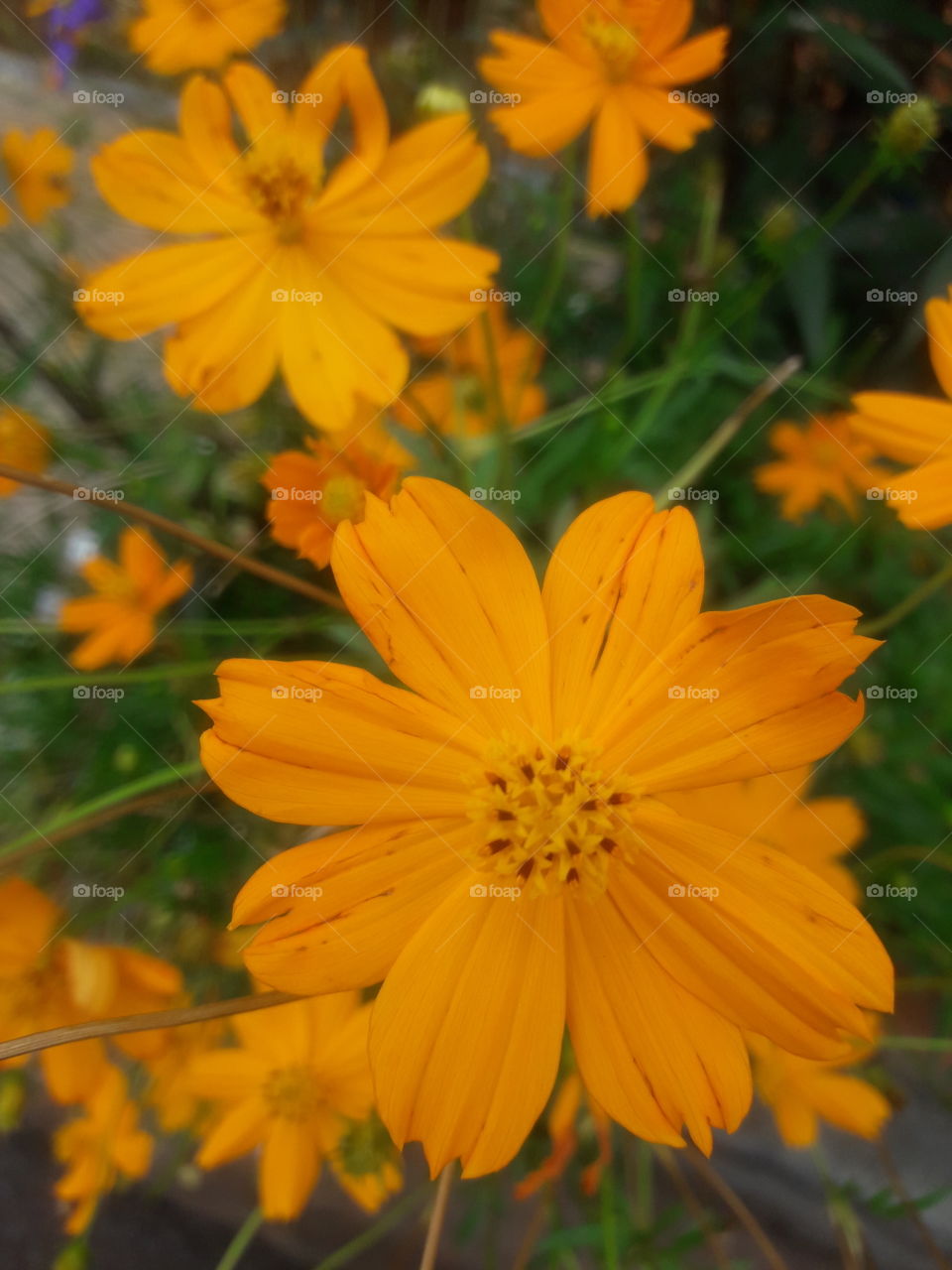 flor laranja cosmos