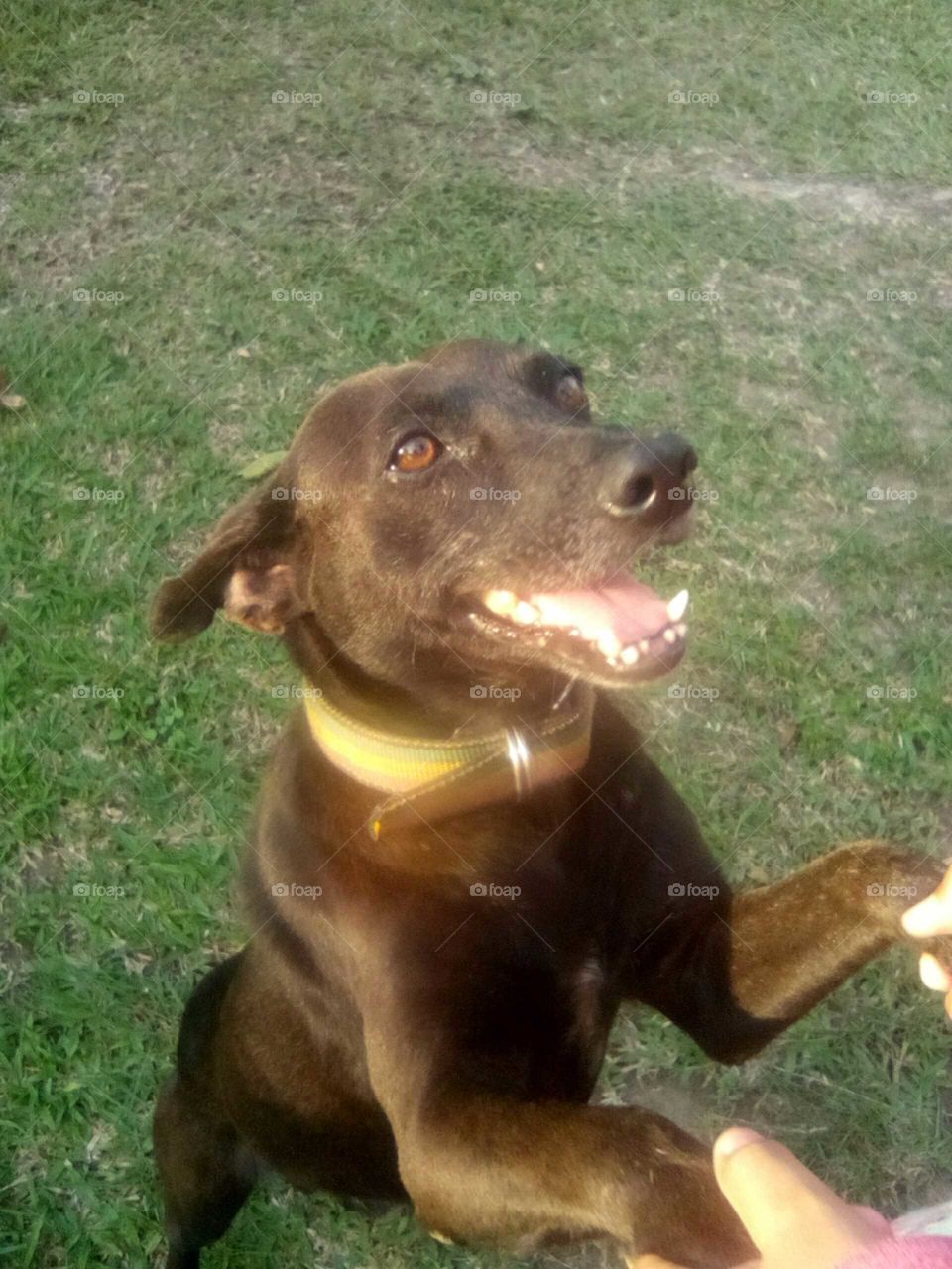 they' said that dog is a man best friend  but look Happy this dogs smiling an laughter.