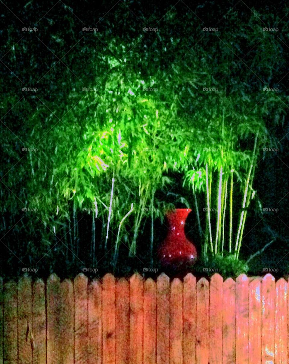 Garden in the night 