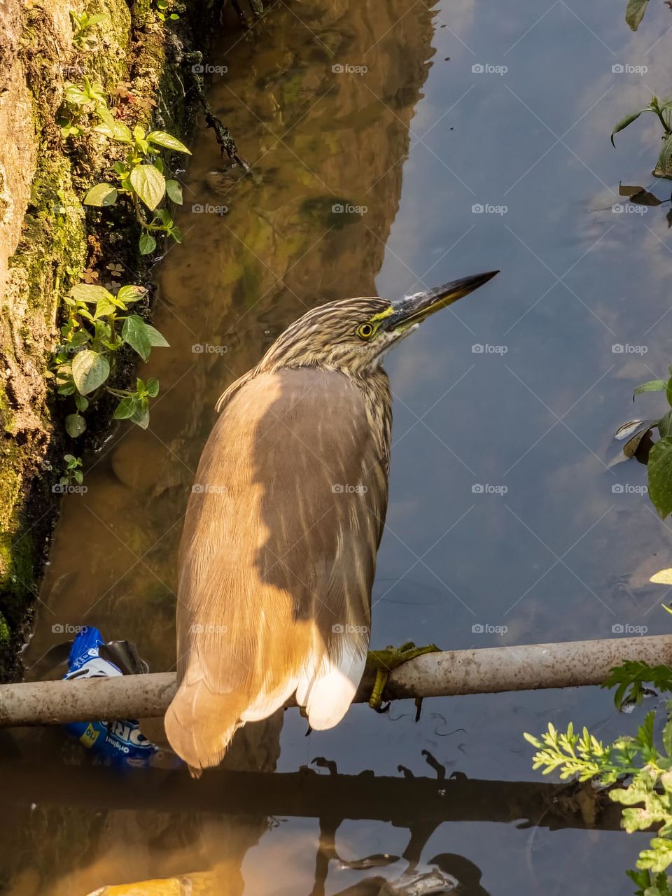 Bird in search of food