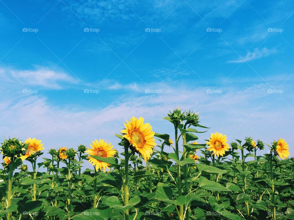 Sunflower time