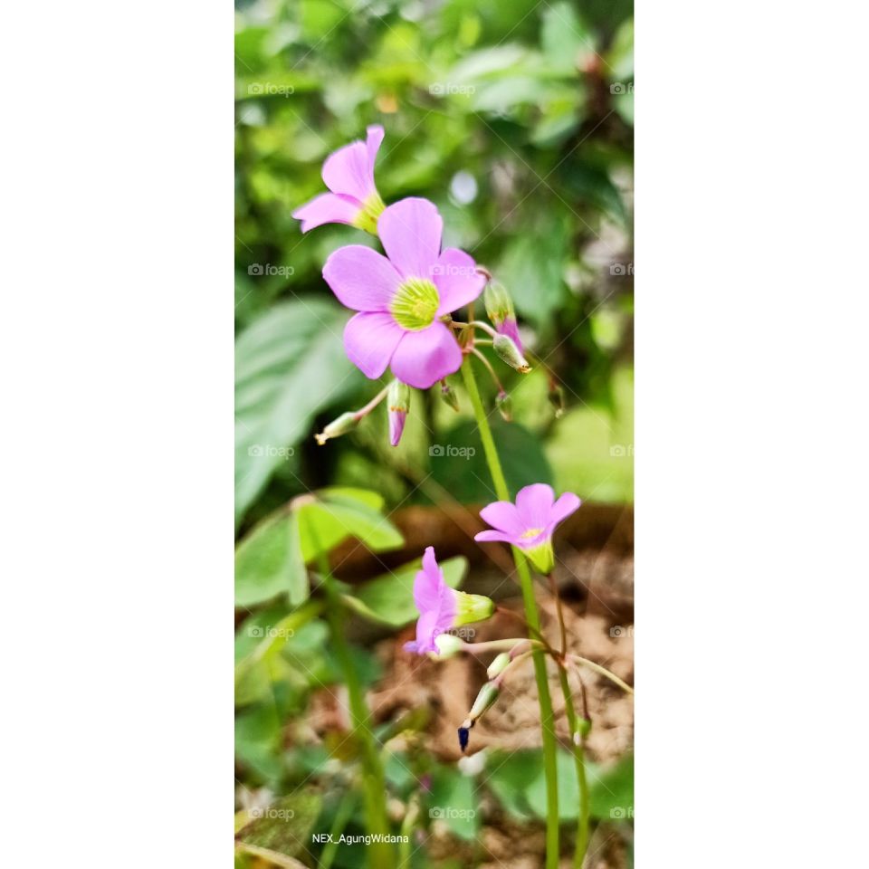 wild flowers does not mean not beautiful. wild flowers can even be morr beautiful than engineered organic flowers. this is called Natural EXpression.