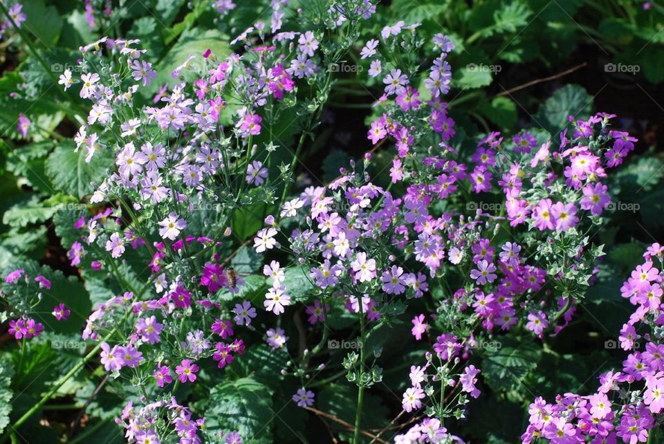 Blooming flowers at Green Lake Park, Kunming China