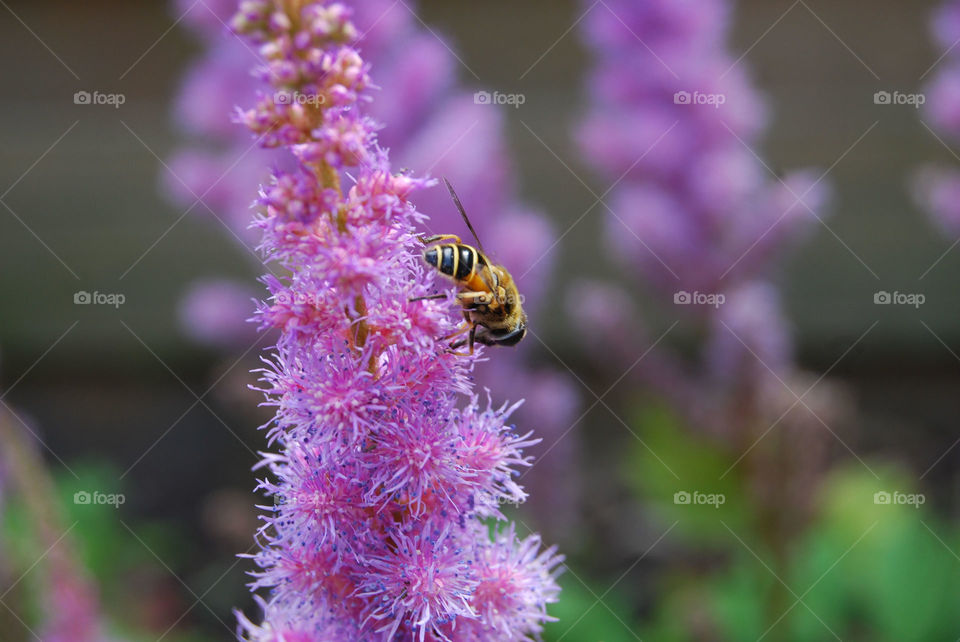 Bee in pink flower