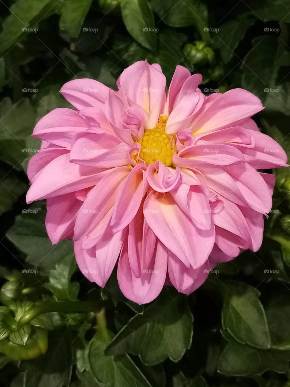 Blume