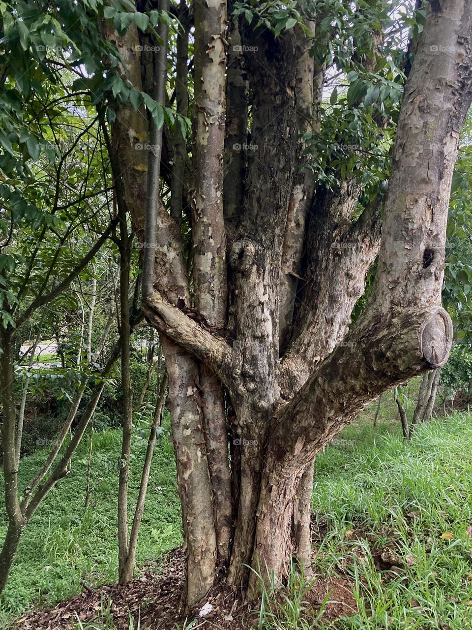 Uma árvore com muitos galhos (ou braços). Seria o Groot? Viva a natureza e a sua beleza!